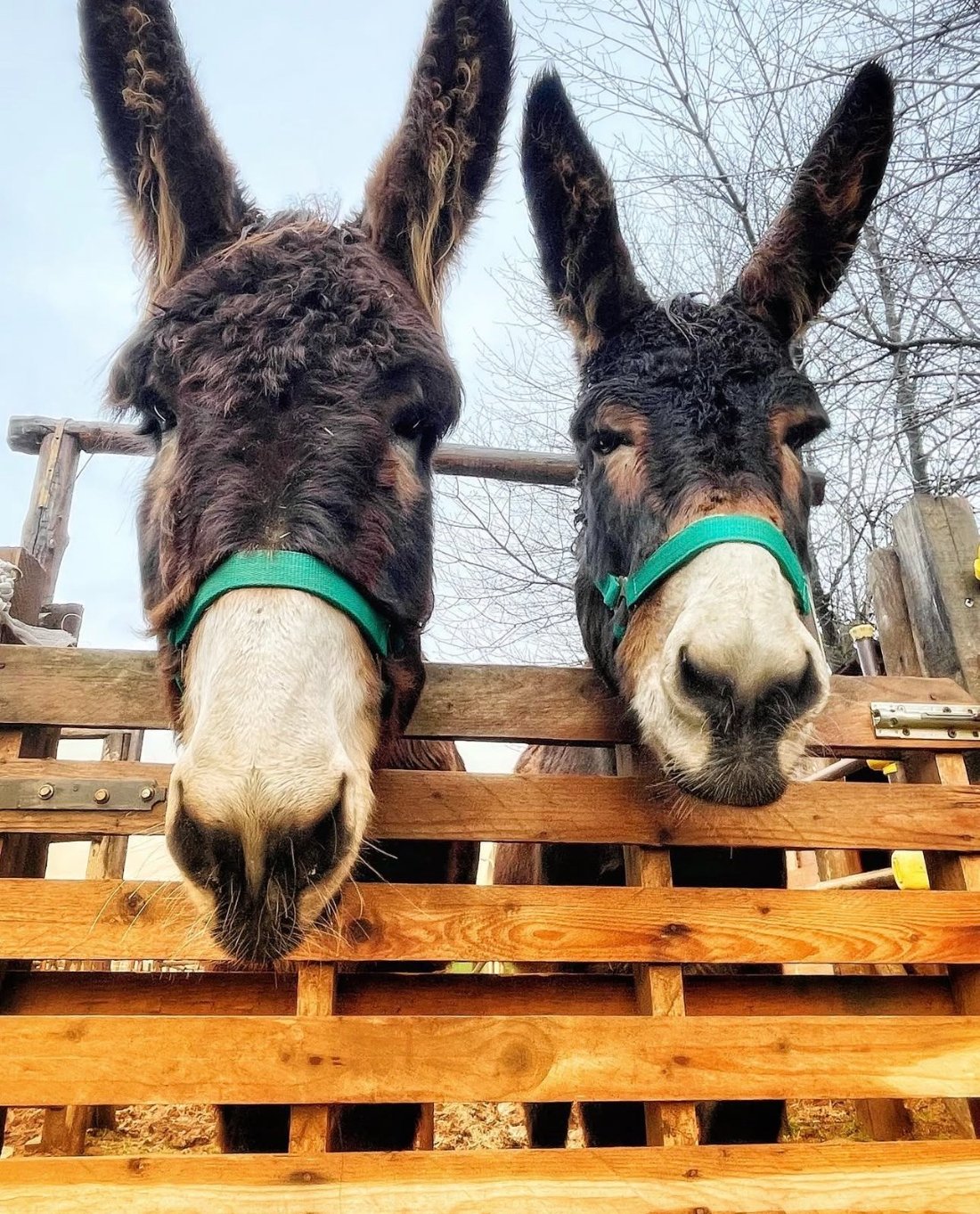 Marley & Meridio